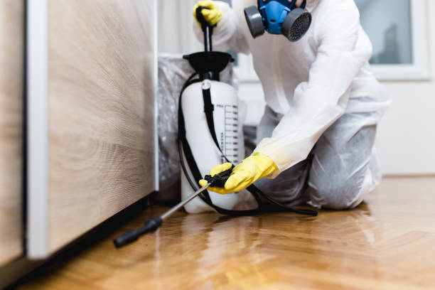 Best Termite Control Services  in Redington Shores, FL