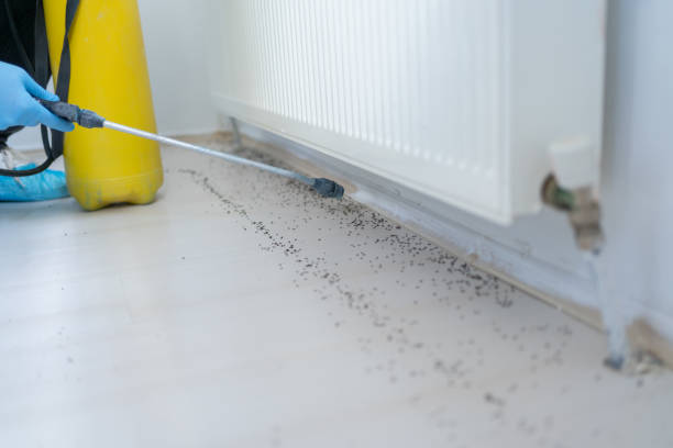 Best Affordable Pest Control Services  in Redington Shores, FL